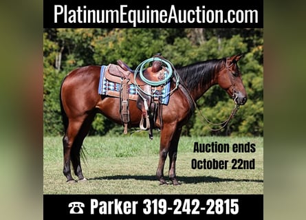 American Quarter Horse, Wallach, 9 Jahre, 150 cm, Rotbrauner
