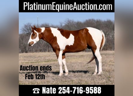 American Quarter Horse, Wallach, 9 Jahre, 150 cm, Tobiano-alle-Farben