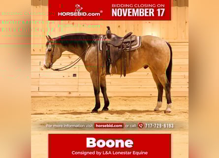 American Quarter Horse, Wallach, 9 Jahre, 152 cm, Buckskin