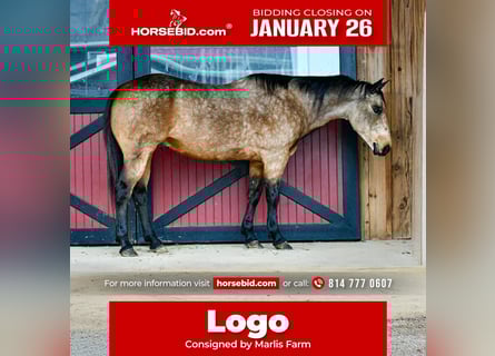 American Quarter Horse, Wallach, 9 Jahre, 152 cm, Buckskin