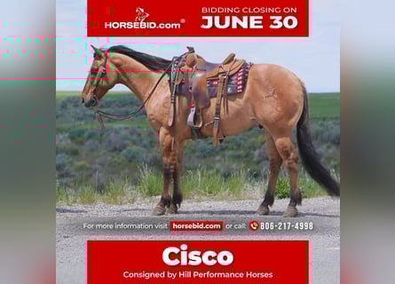 American Quarter Horse, Wallach, 9 Jahre, 152 cm, Falbe