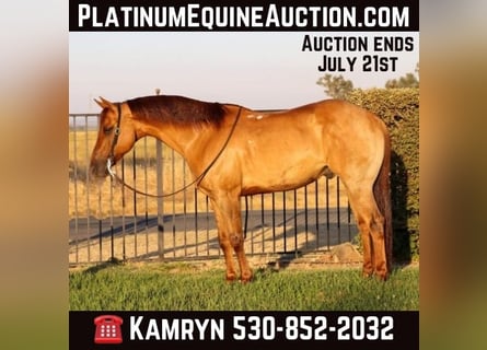 American Quarter Horse, Wallach, 9 Jahre, 152 cm, Falbe