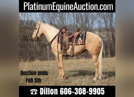 American Quarter Horse, Wallach, 9 Jahre, 152 cm, Palomino