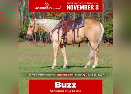 American Quarter Horse, Wallach, 9 Jahre, 152 cm, Palomino