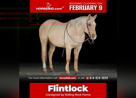 American Quarter Horse, Wallach, 9 Jahre, 152 cm, Palomino