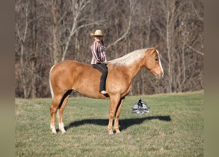American Quarter Horse, Wallach, 9 Jahre, 152 cm, Palomino