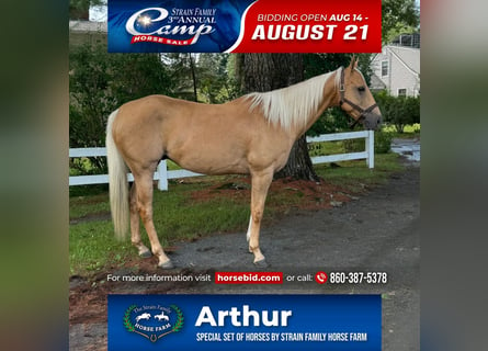 American Quarter Horse, Wallach, 9 Jahre, 152 cm, Palomino