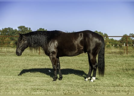 American Quarter Horse, Wallach, 9 Jahre, 152 cm, Rappe