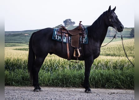 American Quarter Horse, Wallach, 9 Jahre, 152 cm, Rappe