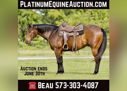 American Quarter Horse, Wallach, 9 Jahre, 152 cm, Roan-Bay