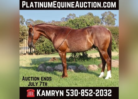 American Quarter Horse, Wallach, 9 Jahre, 152 cm, Roan-Red