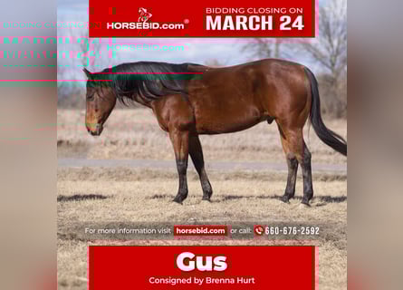 American Quarter Horse, Wallach, 9 Jahre, 152 cm, Rotbrauner