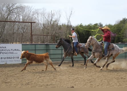 American Quarter Horse, Wallach, 9 Jahre, 152 cm, Rotbrauner