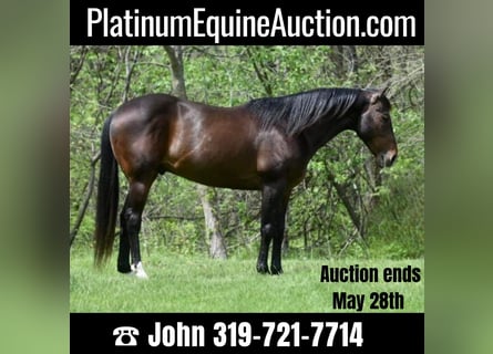 American Quarter Horse, Wallach, 9 Jahre, 152 cm, Rotbrauner