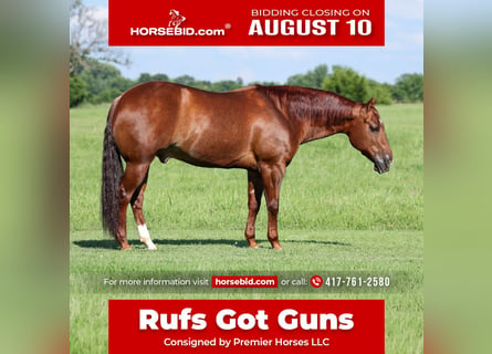 American Quarter Horse, Wallach, 9 Jahre, 152 cm, Rotfuchs