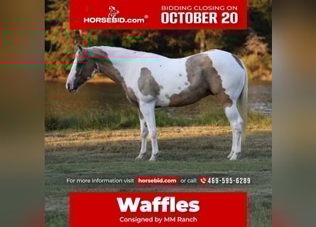 American Quarter Horse, Wallach, 9 Jahre, 152 cm, Schecke