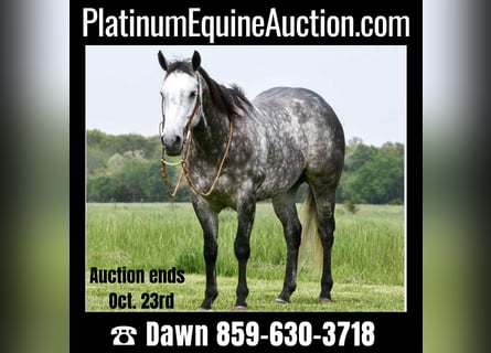 American Quarter Horse, Wallach, 9 Jahre, 152 cm, Schimmel