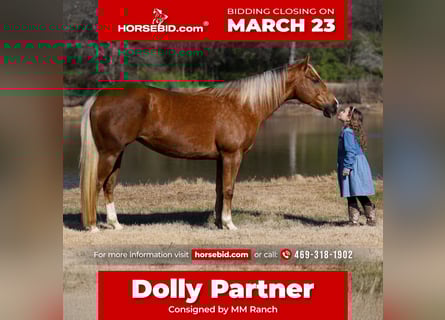 American Quarter Horse, Wallach, 9 Jahre, 155 cm, Palomino