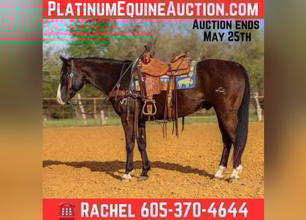 American Quarter Horse, Wallach, 9 Jahre, 155 cm, Rappe