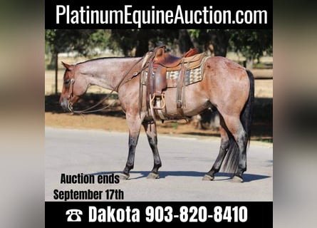 American Quarter Horse, Wallach, 9 Jahre, 155 cm, Roan-Bay