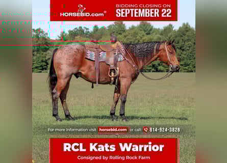 American Quarter Horse, Wallach, 9 Jahre, 155 cm, Roan-Bay
