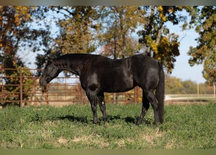 American Quarter Horse, Wallach, 9 Jahre, 155 cm, Roan-Blue