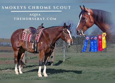 American Quarter Horse, Wallach, 9 Jahre, 155 cm, Rotbrauner