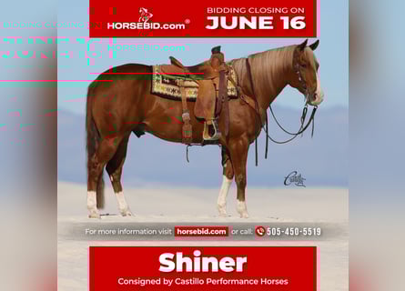 American Quarter Horse, Wallach, 9 Jahre, 155 cm, Rotfuchs