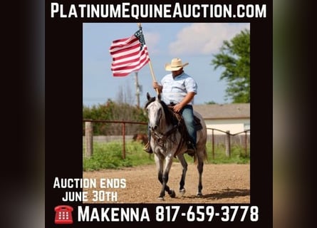 American Quarter Horse, Wallach, 9 Jahre, 155 cm, Schimmel