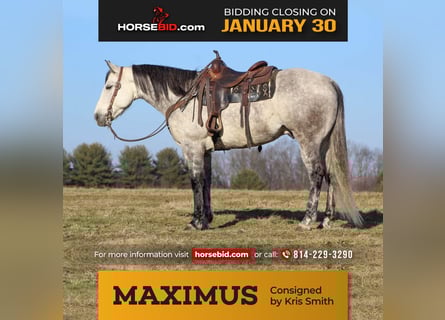 American Quarter Horse, Wallach, 9 Jahre, 157 cm, Apfelschimmel