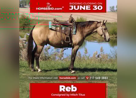 American Quarter Horse, Wallach, 9 Jahre, 157 cm, Buckskin