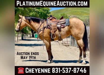 American Quarter Horse, Wallach, 9 Jahre, 157 cm, Buckskin