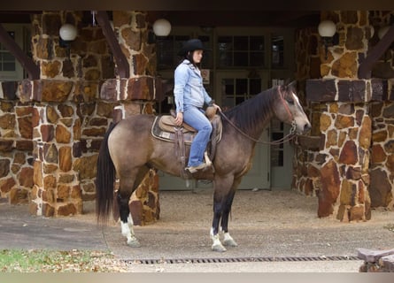 American Quarter Horse, Wallach, 9 Jahre, 157 cm, Buckskin