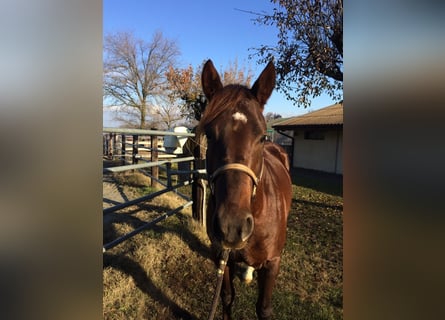 American Quarter Horse, Wallach, 9 Jahre, 157 cm, Fuchs