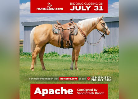 American Quarter Horse, Wallach, 9 Jahre, 157 cm, Palomino