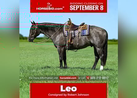 American Quarter Horse, Wallach, 9 Jahre, 157 cm, Roan-Blue