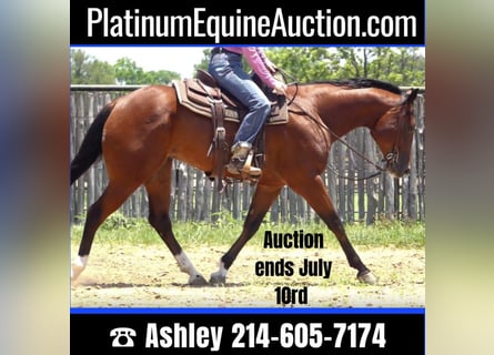 American Quarter Horse, Wallach, 9 Jahre, 157 cm, Rotbrauner