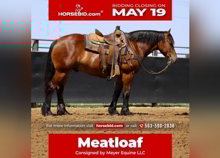 American Quarter Horse Mix, Wallach, 9 Jahre, 157 cm, Rotbrauner