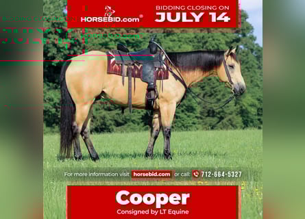 American Quarter Horse, Wallach, 9 Jahre, 160 cm, Buckskin