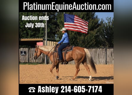 American Quarter Horse, Wallach, 9 Jahre, 160 cm, Palomino