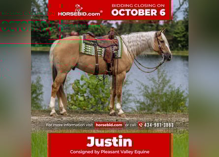 American Quarter Horse, Wallach, 9 Jahre, 160 cm, Palomino