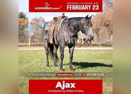 American Quarter Horse, Wallach, 9 Jahre, 160 cm, Roan-Blue