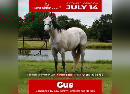 American Quarter Horse, Wallach, 9 Jahre, 160 cm, Schimmel