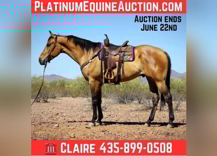 American Quarter Horse, Wallach, 9 Jahre, 163 cm, Buckskin