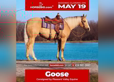 American Quarter Horse, Wallach, 9 Jahre, 163 cm, Palomino