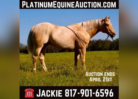 American Quarter Horse, Wallach, 9 Jahre, 163 cm, Palomino