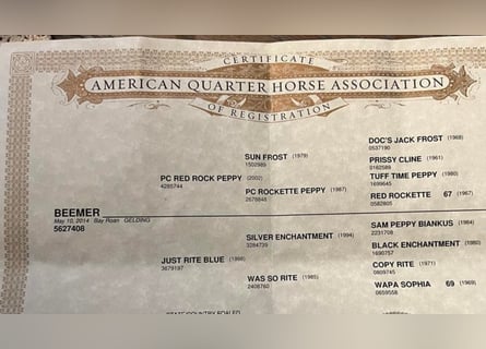 American Quarter Horse, Wallach, 9 Jahre, 163 cm, Roan-Bay