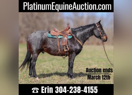 American Quarter Horse, Wallach, 9 Jahre, 163 cm, Roan-Blue