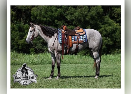 American Quarter Horse, Wallach, 9 Jahre, 163 cm, Schimmel