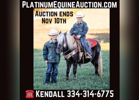 American Quarter Horse, Wallach, 9 Jahre, 94 cm, Brauner